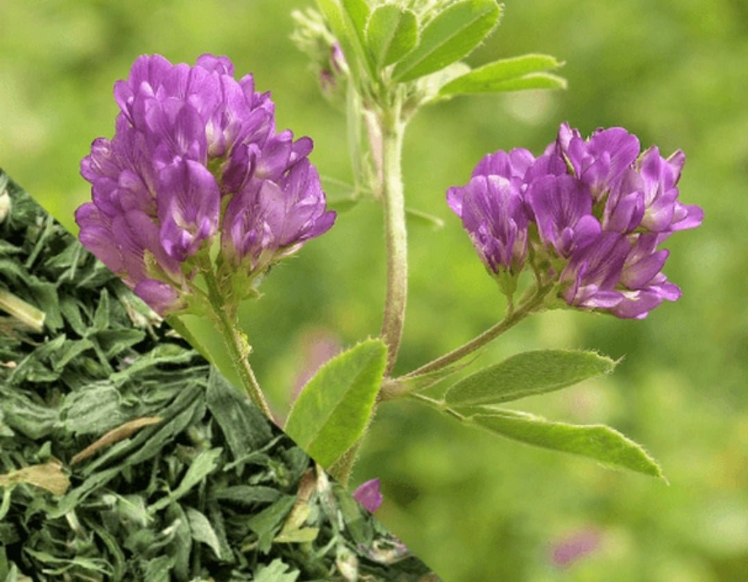 Organic Alfalfa Leaf - Wildcrafted - Dr.Sebi Approved - The Cosmic Chef