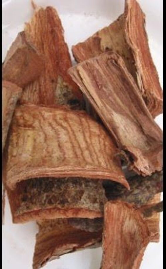 Organic Cuachalalate bark - Wildcrafted - Dr.Sebi Approved - The Cosmic Chef