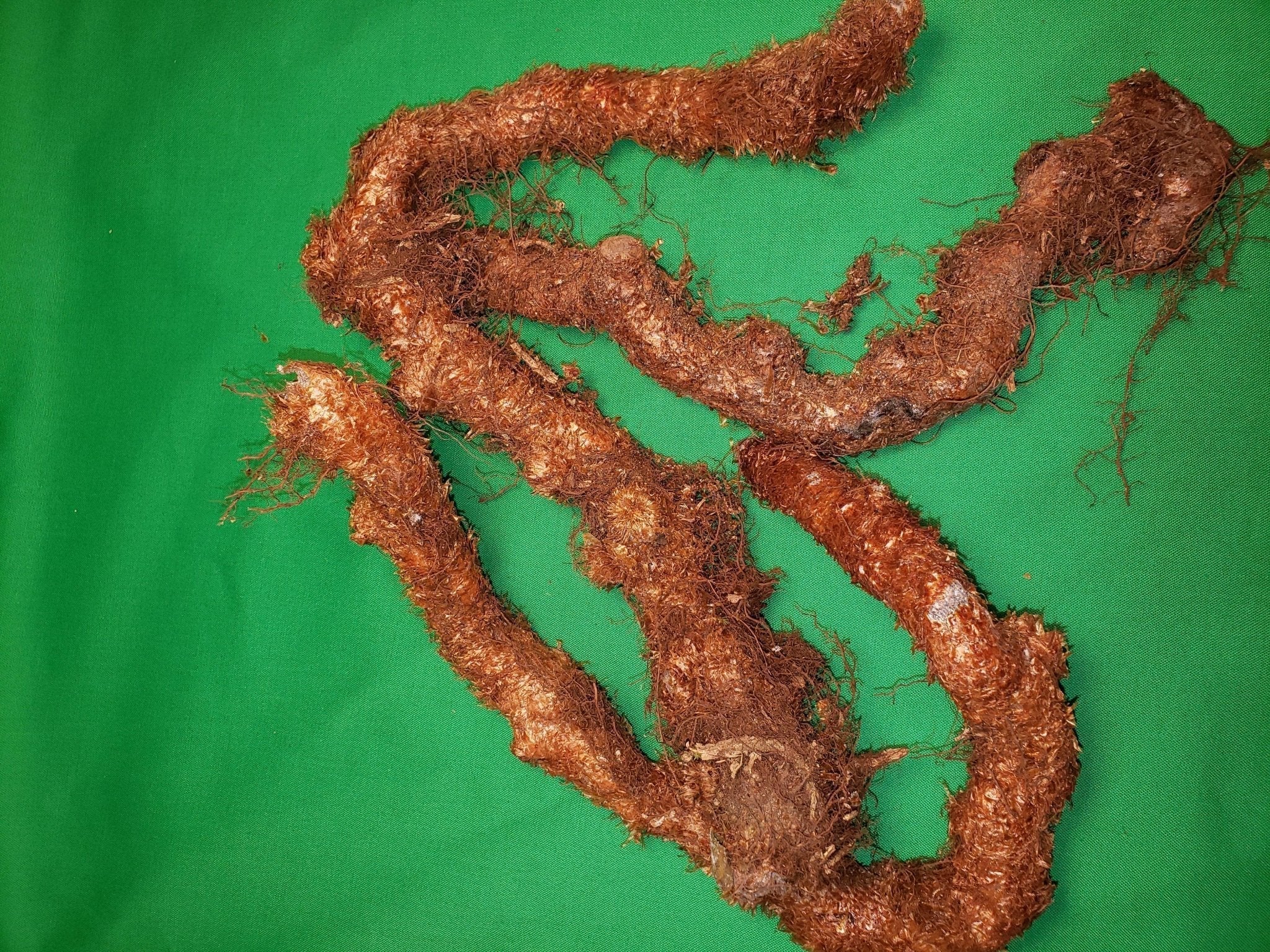 Organic Kalawalla - Wildcrafted - Dr.Sebi Approved - The Cosmic Chef